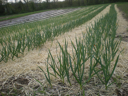 Garlic Growth