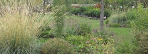 Grasses and Flowers Bozeman