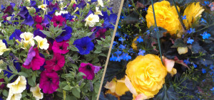 Bozeman Nursery - Bozeman Flower Garden Supplies