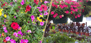 Bozeman Nursery - Bozeman Hanging Gardens and Plants